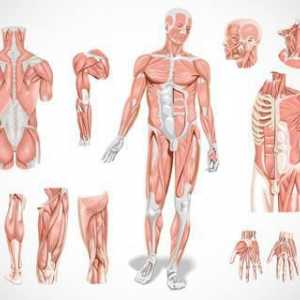Мускулите: мускулни видове, функции, предназначение