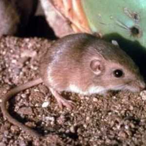 Мишки, които копаят земята: видове и начин на живот