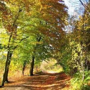 Начинаещ: как да нарисувате есенна гора