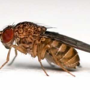 Досадни летящи drosophila: как да се справят с тях и как да се предотврати появата им