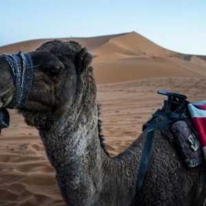 Нар - камила за човека и пустинята