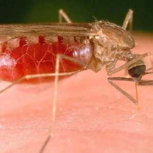 Комар на насекоми: продължителност на живота, условия и местообитание