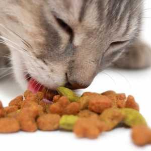 Нашите домашни любимци, или как да се хранят котките правилно