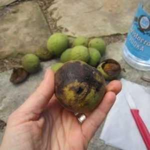 Тинктура от зелени орехи: рецепта и приложение