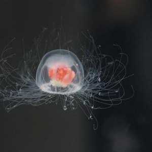 Научни изследвания: Медузите живеят ли вечно?