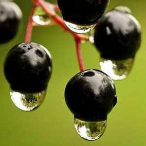 Имената на черни плодове, полезни и опасни за здравето
