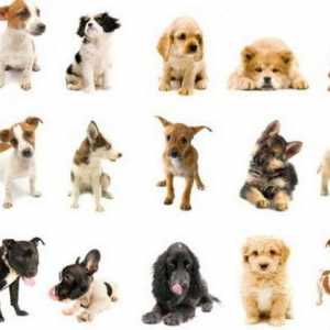 Немски породи кучета: преглед и спецификации