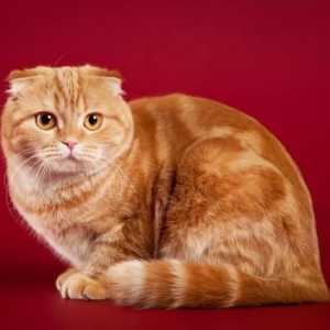 Изключително очарователни и балансирани котки от шотландска порода