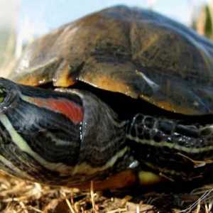 Необичайни домашни любимци: костенурки с червени кореми. Колко могат да бъдат тези животни без вода?
