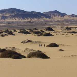Необичайни пустинни растения: juzgun. Описание, употреба