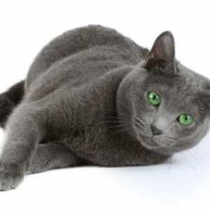 Непретенциозна порода котка: руско синьо