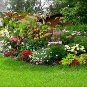 Непретенциозни многогодишни цветя, цъфтящи цялото лято, за вашата градина