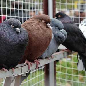 Николаевски гълъби са птици, които са оценени по целия свят