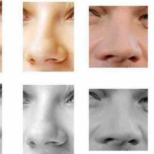 Нос, физиономия: описание, форма и характеристики