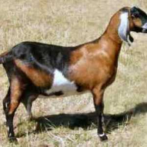 Nubian коза порода: описание и общо описание