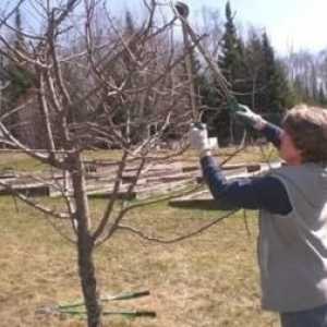 Имате ли нужда от подрязване на ябълкови дървета през лятото?