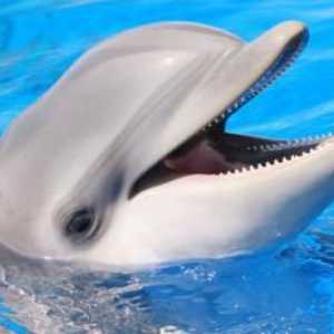За колко делфини живеят и други интересни факти за тези животни