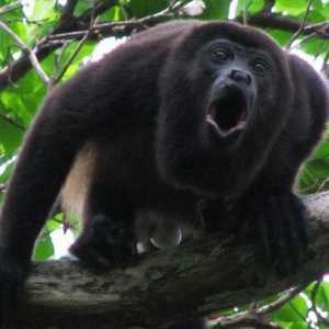 Маймунска крадец: описание на приматите и значението на техните писъци