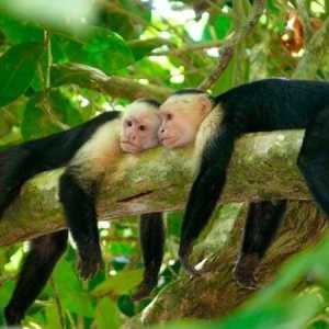 Капуцинови маймуни: функции за поддръжка на къщата
