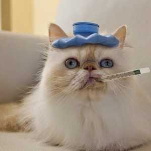 Преглед на терапевтичните фуражи за котки с GI заболяване