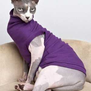Облекло за котка: създаваме собствени дрехи за нашите домашни любимци