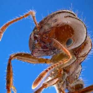 Огнени мравки: описание и снимка