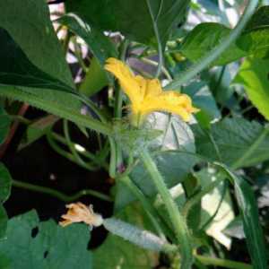 Краставица Cibrija: описание, снимки, рецензии