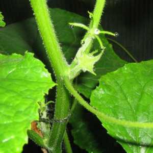 Краставица: прищипване и формиране на издънки