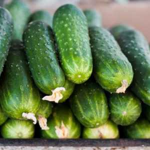 Краставица: състав и полезни свойства