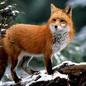 Описание на лисицата: външен вид, хранене, навици