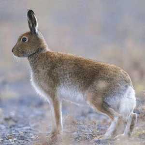 Описание на зайците: начин на живот и поведение