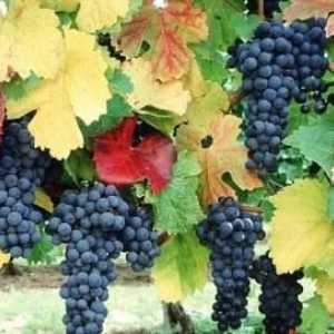Определете времето: кога есенно подрязано грозде?