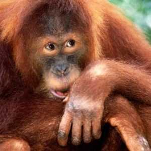 Орангутан Суматран: описание и снимка