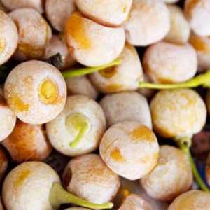 Ginkgo biloba ядки: полезни свойства, химически състав и съдържание на калории