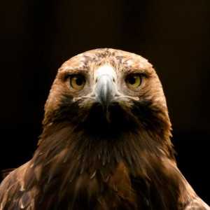Орлово-гробище: птица на ръба на изчезване