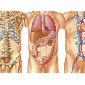 Човешкото тяло: схема. Какви науки изучават човешкото тяло?