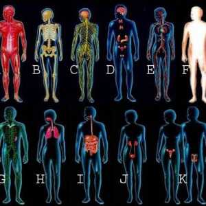 Човешки органи: диаграма. Анатомия: структурата на човека