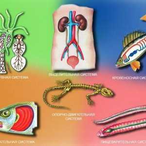 Органи на животните, системи на органи: определение, примери