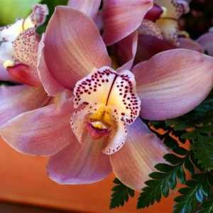 Cumbrian орхидеи - красиво създание на човешки ръце