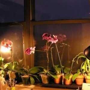 Орхидеите не цъфтят: какво да правим с упоритите Phalaenopsis?