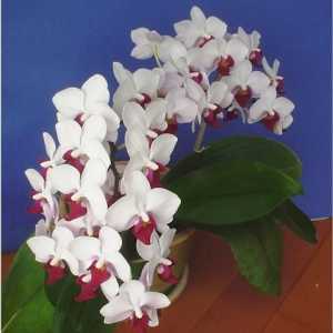 Орхидеи Phalaenopsis. Грижа и размножаване