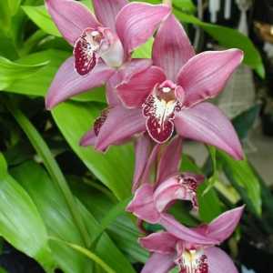 Орхидея и грижа за нея: купуваме здравословно растение и се грижим за него компетентно
