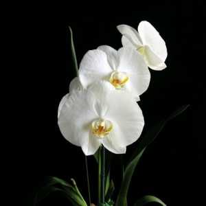 Орхидея - енергичен вампир, или откъде идват багерите?