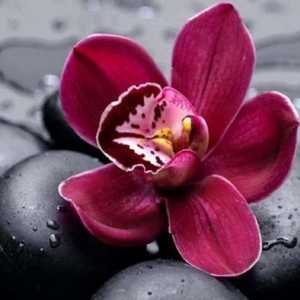Orchid: колко често да се вода, как да се грижите? Орхидеи в стайни условия