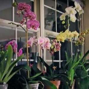 Orchid: как да напояваме цветето правилно