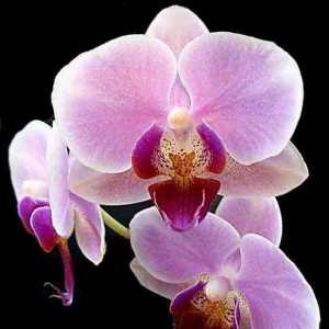 Orchid: как да направите това растение цъфтят в дома?