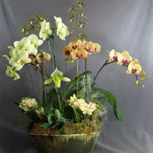 Orchid: грижа и възпроизвеждане на екзотична красота