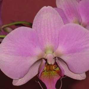 Orchid: грижи след цъфтене у дома. Как да направя всичко правилно?