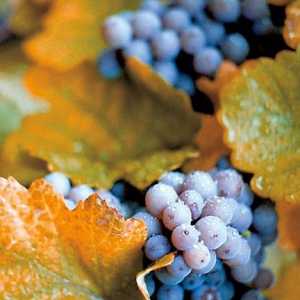 Есенна обработка на грозде и резитба