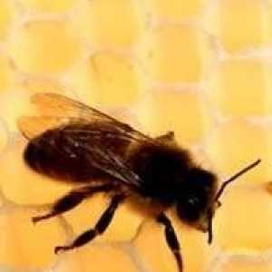 Есенно хранене на пчелите: бързо, ефективно, точно навреме
